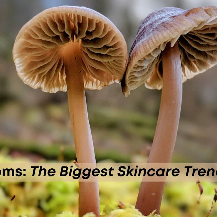 Mushrooms: The Biggest Skincare Trend of 2022 | Vanity Wagon
