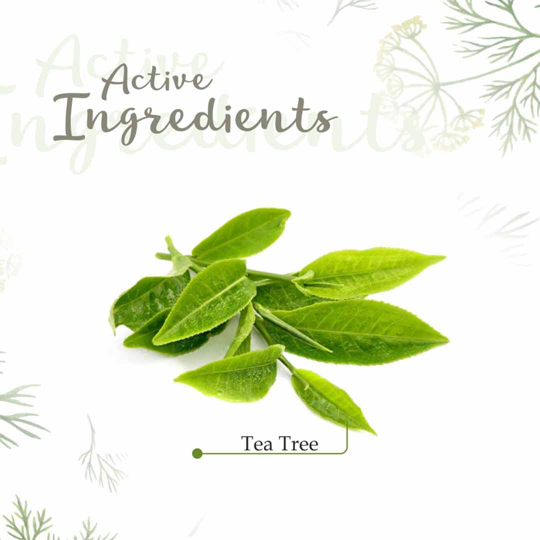 Vanity Wagon | Buy Tea Tree Essential Oil